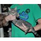Großgewachsener Maine Coon MIX - Kater