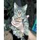 Großgewachsener Maine Coon MIX - Kater - Kater