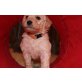 Großpudel-Goldendoodle Welpen - Rüde