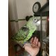 Grüner Kongopapagei - männlich