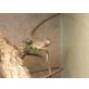 Grüner Leguan