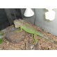 Grüner Leguan