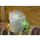 Grüner Leguan - männlich