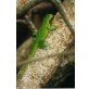 Grüner Leguan - weiblich