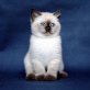 Gryffindors Point Muffin, Britisch Kurzhaarkatze - Kater