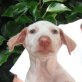 Guadiana wer schenkt ihr ein Zuhause?, Podenco Mix Welpen - Hündin