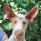 Guadiato ist ein ganz süßer Bub, Podenco Mix Welpen - Rüde