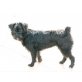 Guanchita, Affenpinscher-Mix - Hündin