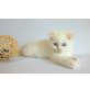 Guandi, Schottische Faltohrenkatze - Kater