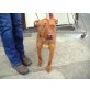 Gucci, American Staffordshire - Hündin