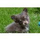 Gucci Gladis  Follow me Ferrero , Chihuahua langhaariger Schlag Welpen - Hündin