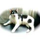 'Günny', Europäische Kurzhaarkatze - Kater