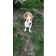 Guiliano aka Judy, Jack Russell - Rüde