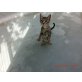 Guita, Europäische Kurzhaarkatze - Katze