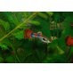 Guppy