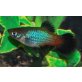 Guppy - weiblich