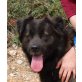 Gus, Neufundländer Mix - Rüde