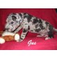 Gus und George, Deutsche Dogge - Rüde