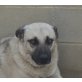 Gustav, belg. Schäferhund Mix - Rüde
