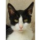 Gustavo, Katerchen mit eigenem Kopf sucht neues Heim - Kater