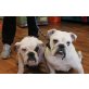 Gustavo und Peggy, Englische Bulldogge - Rüde