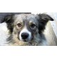 Gustel - Dringend Pflege- /Endstelle gesucht , Mischlingsrüde - Rüde