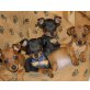 Gut ausgebildete Zwergpinscher Welpen, Zwergpinscher - Hündin