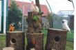 Gutes Vogelfutter, Wellensittich