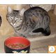 Gwendolin, Europäische Kurzhaarkatze - Katze