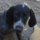 Gwenie, Mischling Welpen - Hündin