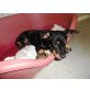 Gyöngyi, Pinscher Mischling Welpen - Hündin