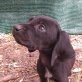 Gyps, Mischling Welpen - Rüde