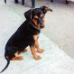 Gypsy, Mix - Hündin