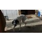 Gypsy, Pointer - Hündin
