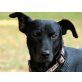 Gypsy, Traumhund - Rüde