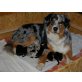 H-Wurf, Australian Shepherd Dog Welpen - Rüde