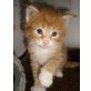 H-Wurf, Maine Coon - Kater