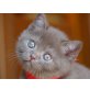 HADIYA vom Simbaland, Britisch Kurzhaarkatze - Katze