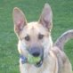 HAI, Schäferhund-Mix, kastriert, ca.1 Jahr  - Rüde