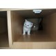 HALBPERSERCHEN, PERSER / HAUSKATER - Katze