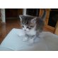 HALBPERSERCHEN, Perser & Kater - Katze