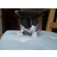 HALBPERSERCHEN, Perser / Kater - Katze