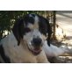 HANK, sehnt sich nach einem Hundeleben/Mischlg. - Rüde