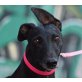 HANNA - Ubeda, Galgo Espanol, kastriert - Hündin