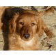 HANNE, Spanielmischling,Pflegestelle Nö Welpen - Hündin