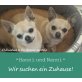 HANNI und NANNI, Chihuahua kurzhaariger Schlag - Hündin