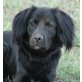 HANNIBAL - Pflegestelle Österreich, Flat Coated Retriever-Mix - Rüde