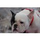 HANNY, Pflegestelle Niederösterreich, ruhige, freundliche französische Bulldogge  - Hündin