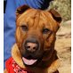 HANS - Ubeda, Shar Pei Mix, kastriert - Rüde