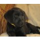 HANSI, Labradormix,Pflegestelle Nähe St.Pölten Welpen - Rüde